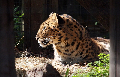 [The spotted big cat is lying on the ground facing to the left into the sun. The back part of its body is off the image to the right. This leopard has very long light-colored whiskers.]